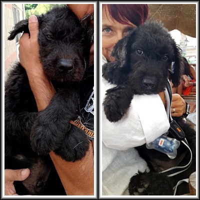 Loki dal canile di Sante Marie è stato adottato a Genova