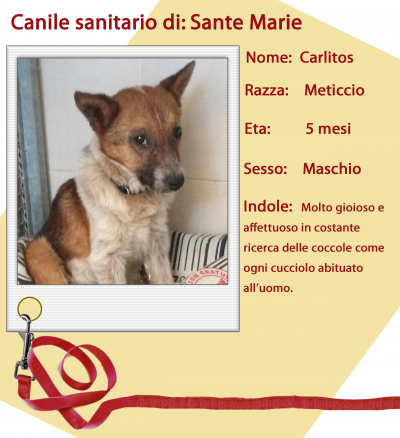 Jpg Carlitos